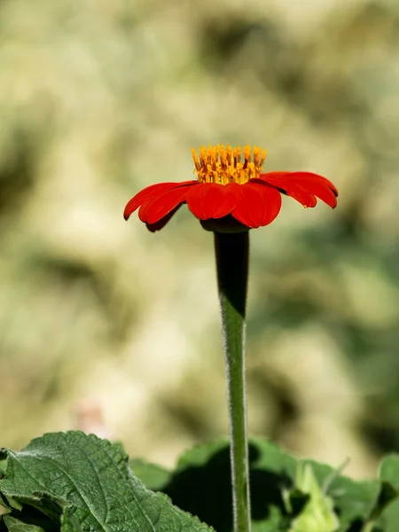 Κόκκινο Echinacea Στον Κήπο — Φωτογραφία Αρχείου