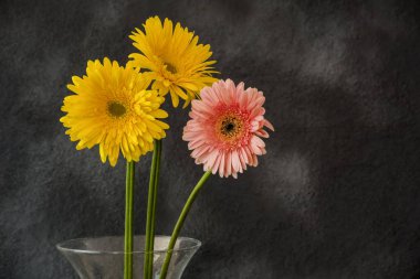 soyut arka plan üzerinde gerbera çiçek buketi