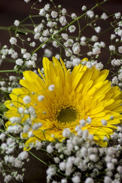 soyut arka plan üzerinde gerbera çiçek ve paniculara