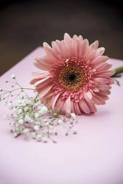 Gerbera Blume auf abstraktem Hintergrund — Stockfoto