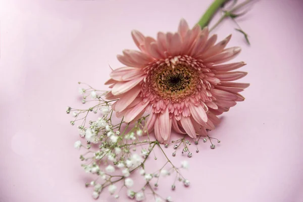 Flor de gerbera em fundo abstrato — Fotografia de Stock