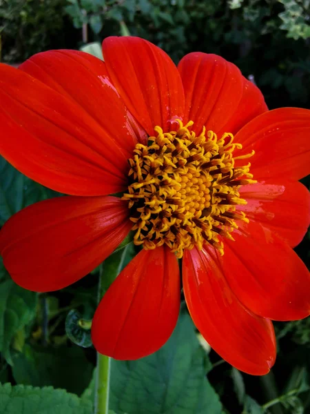 Red Echinace Flower Close — Stock Photo, Image
