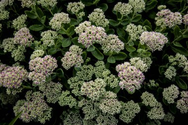 bahçede açık kalanchoe grubu