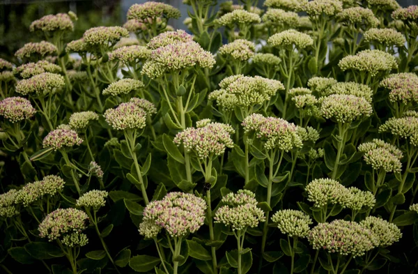 bahçede açık kalanchoe grubu