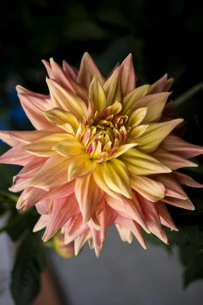Delikatny Roczny Kwiat Dahlia Zewnątrz — Zdjęcie stockowe