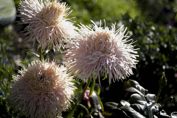 Нежный Ежегодный Цветок Георгины Открытом Воздухе — стоковое фото