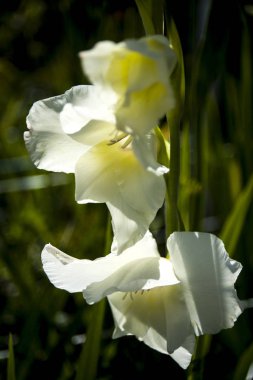 güpegündüz bahçede gladiolus