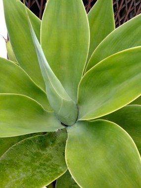 Portekiz'de Agave attenuata bitki açık havada