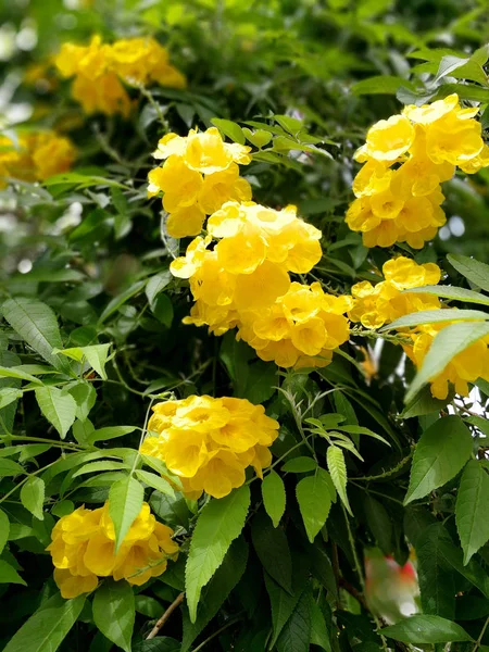 Κίτρινος Μεγάλος Θάμνος Λουλουδιών — Φωτογραφία Αρχείου