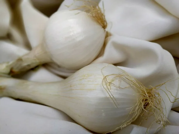 two white onions on white background