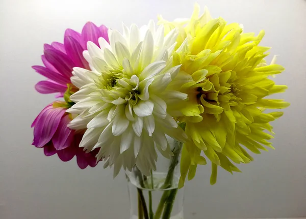 Bouquet Délicat Dahlias Sur Fond Blanc — Photo