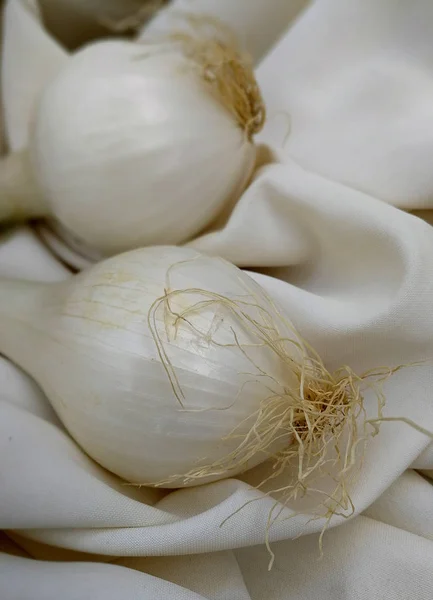 Twee Witte Uien Witte Achtergrond — Stockfoto