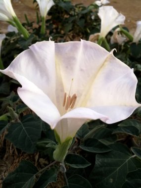 stramonium opwn beyaz çiçek