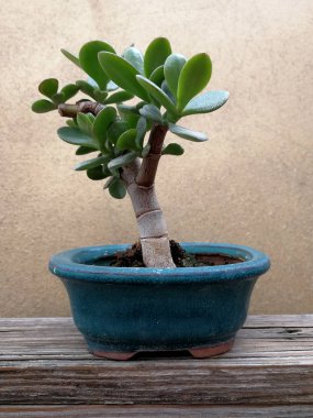 soyut yeşim bitki bonsai