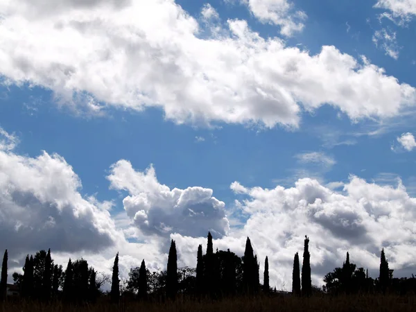 Zypressen Und Wolken Blauen Himmel — Stockfoto