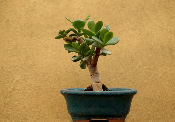 Jadepflanzenbonsai Auf Abstrakten — Stockfoto