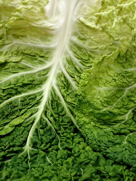 curly leaves cabbage, nature fractals