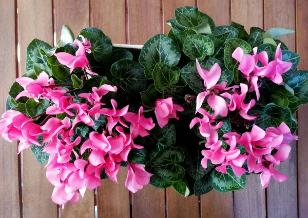 pot üzerinde pembe siklamen