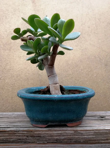 jade plant bonsai on abstract
