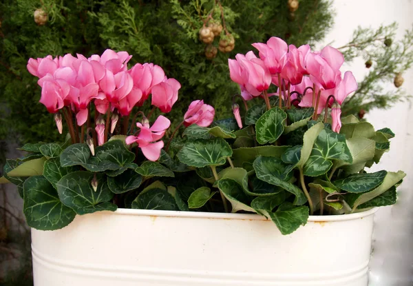 Cyclamen Rose Sur Pot — Photo