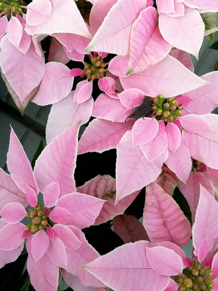pembe poinsettia, Xmas çiçek