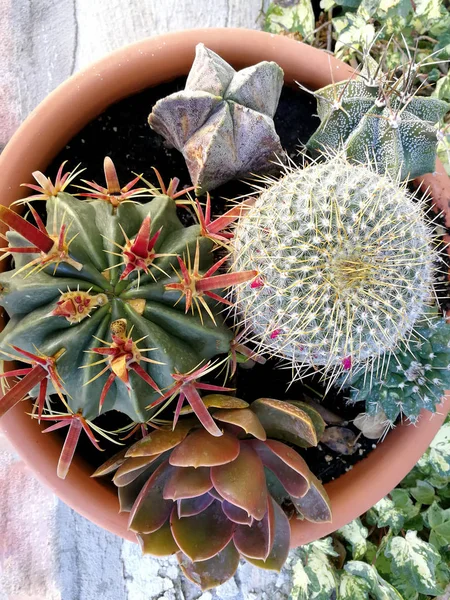 Cactus Rond Fleur — Photo