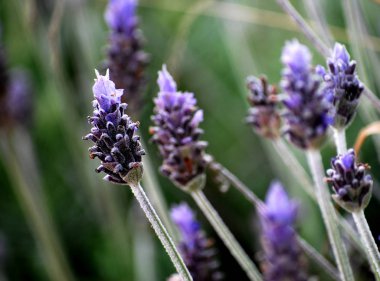 Tam güneş, mavi çiçekli vahşi lavanta