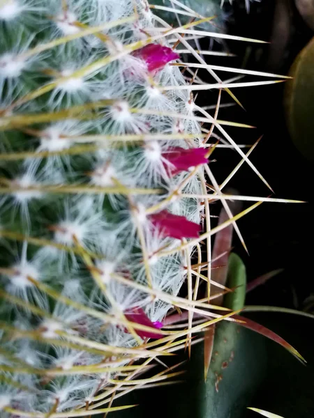 Cactus Espinas Grandes Sobre Negro — Foto de Stock