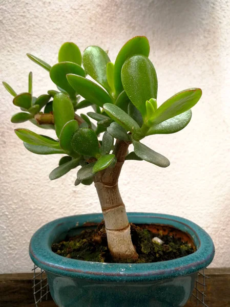 Красивое Маленькое Растение Керамической Банке — стоковое фото