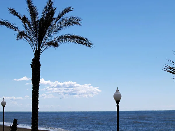 Palma Mare — Foto Stock