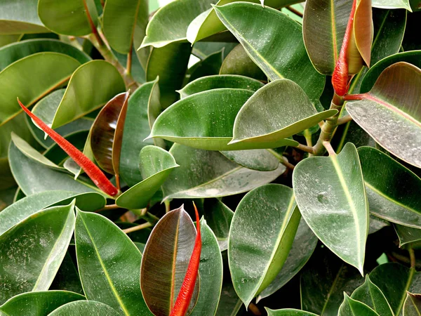 ficous elastica, natural plant