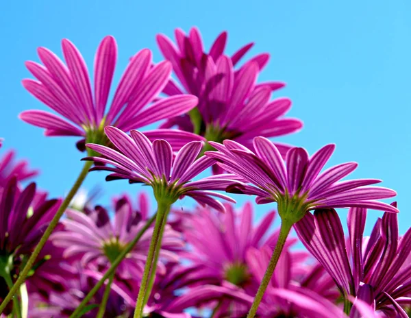 Violette Gänseblümchen Blauen Himmel — Stockfoto