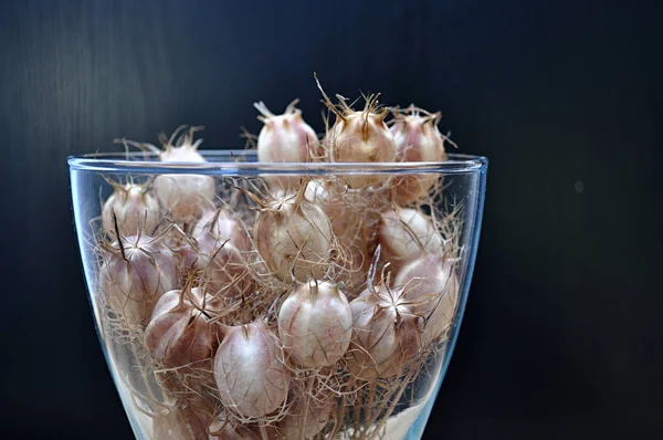 Glasvase Gefüllt Mit Samenkapseln — Stockfoto