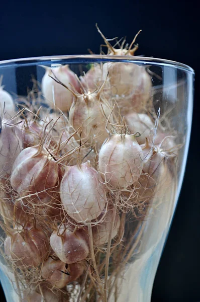 Glasvase Gefüllt Mit Samenkapseln — Stockfoto