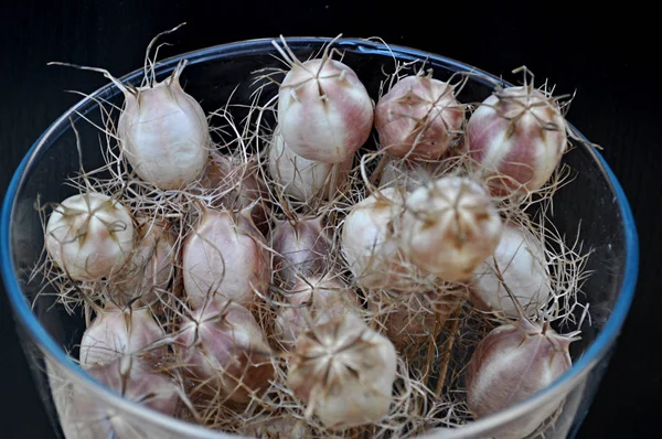 Florero Vidrio Lleno Semillas Cápsulas — Foto de Stock