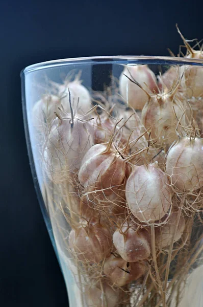 Стеклянная Ваза Капсулами Семян — стоковое фото