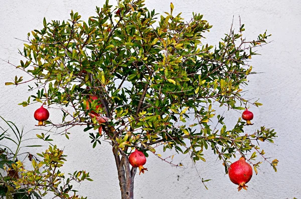 Små Prydnadsväxter Granatäpple Träd — Stockfoto