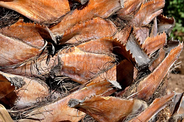 dişli palmiye kabuğu doku