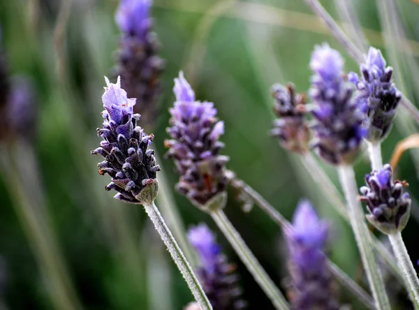 Tam güneş, mavi çiçekli vahşi lavanta