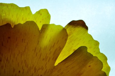 sarı, soyut şekiller