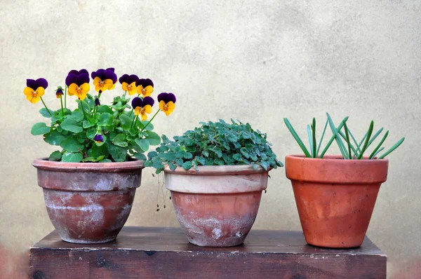 Tres Macetas Con Flores — Foto de Stock