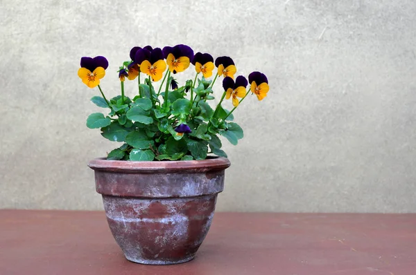 Viola Tricolor Panela — Fotografia de Stock
