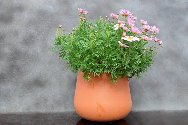 Daisies Terracotta Pot — Stock Photo, Image