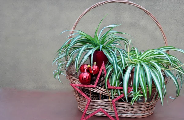 Informele Kerstkaart Met Rode Ster — Stockfoto