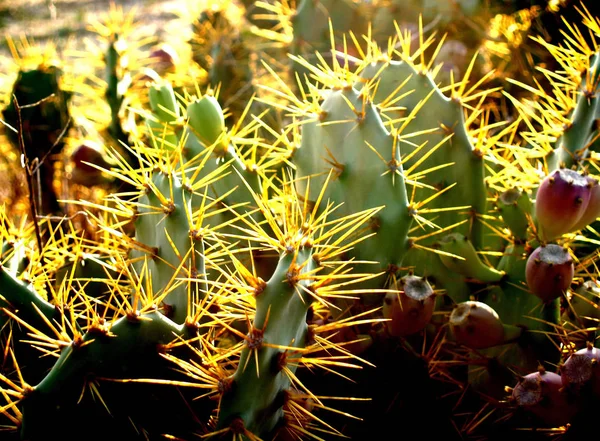 Enormes Espinas Cactus — Foto de Stock