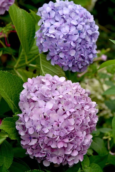 Splendid Outdoor Hortensia Full Sol — Stockfoto