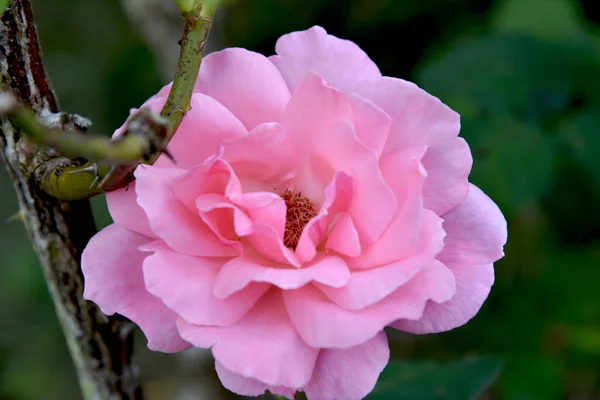 Παρακμιακή Ροζ Τριαντάφυλλο Στο Τέλος Καλοκαιριού — Φωτογραφία Αρχείου