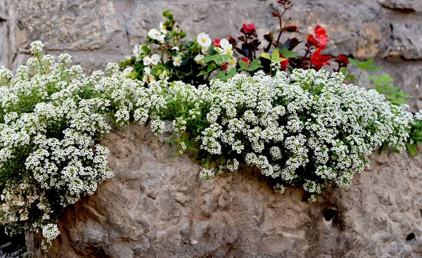 Vaso Fiori Insolito Giardino — Foto Stock