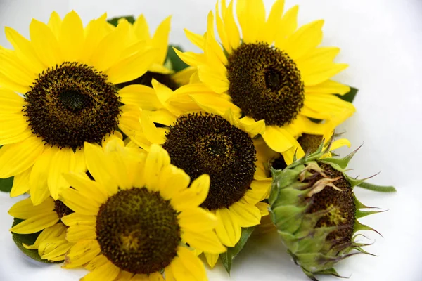 Heller Strauß Sonnenblumen Auf Weißem Hintergrund — Stockfoto