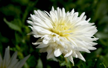 Dahlia şafakta bahçede